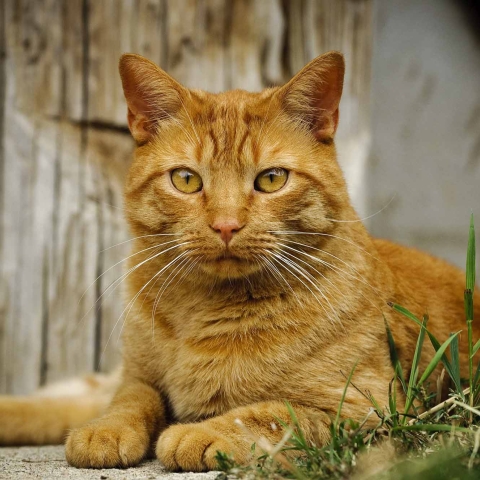 Ginger cat lying by a barn