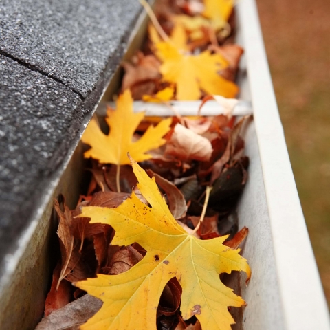 Fall leaves in a gutter on a house